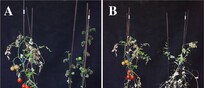 Le piante coltivate in monocoltura e in consociazione (fonte: Goncalves et al. / Plos One, 2024)